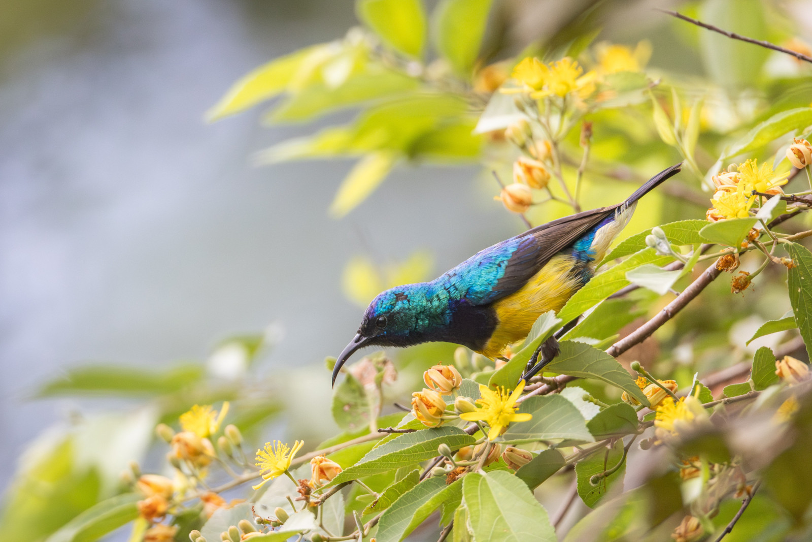 image Variable Sunbird